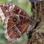 Zugabe Papiliorama