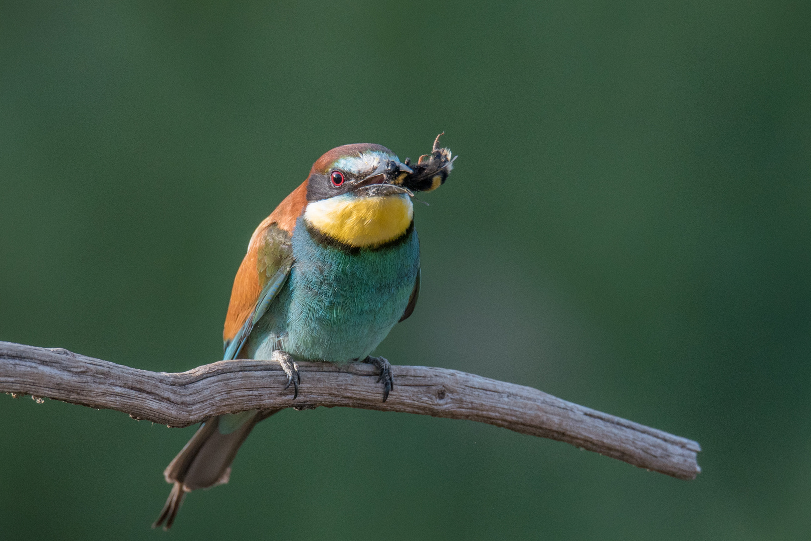 Zugebissen - Bienenfresser 2019 -