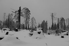 zugedeckt im Winterkleid