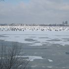 zugefrorene Außenalster