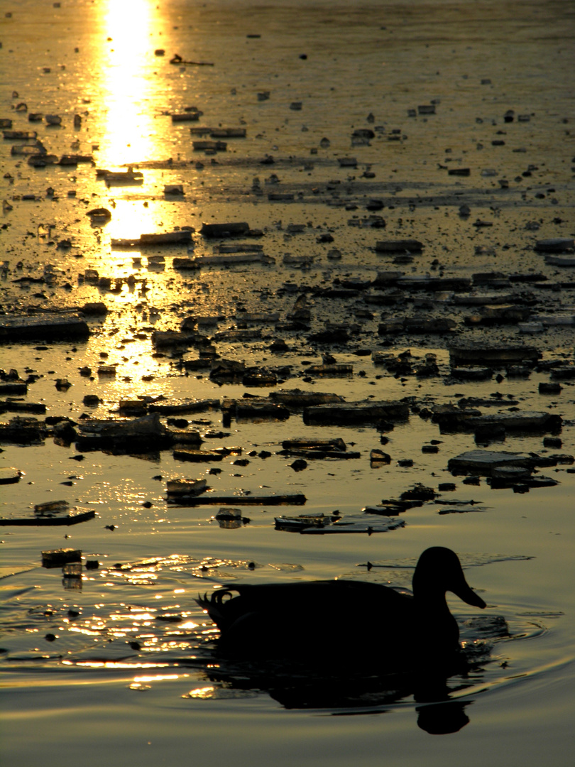 Zugefrorener See mit Ente