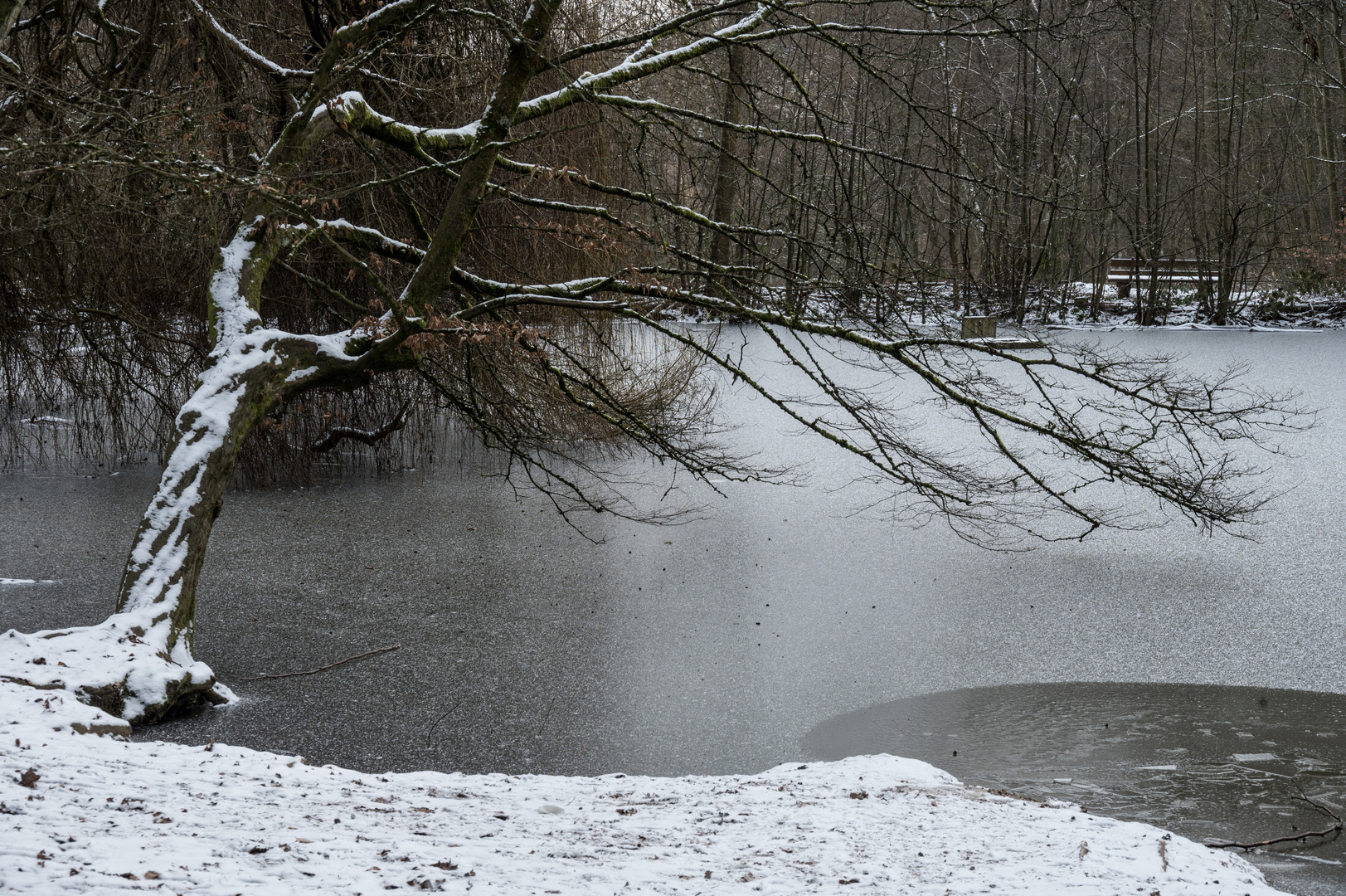 Zugefrorener Waldteich  (II)