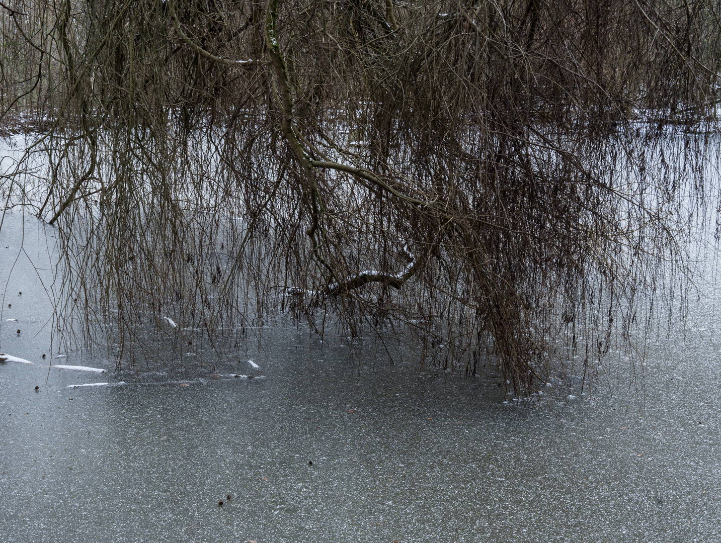 Zugefrorener Waldteich III