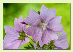 Blüten und Pflanzen