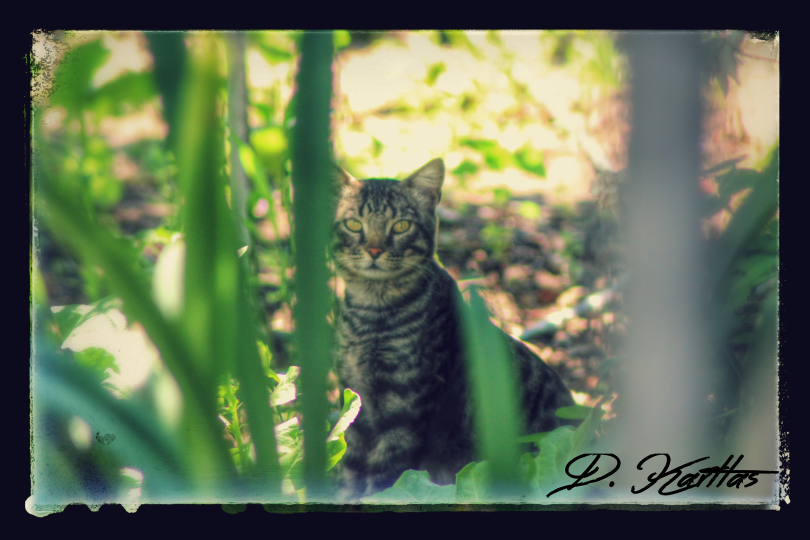 Zugelaufener Kater im garten