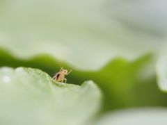 Zugerne wäre er auf das andere Blättchen, 