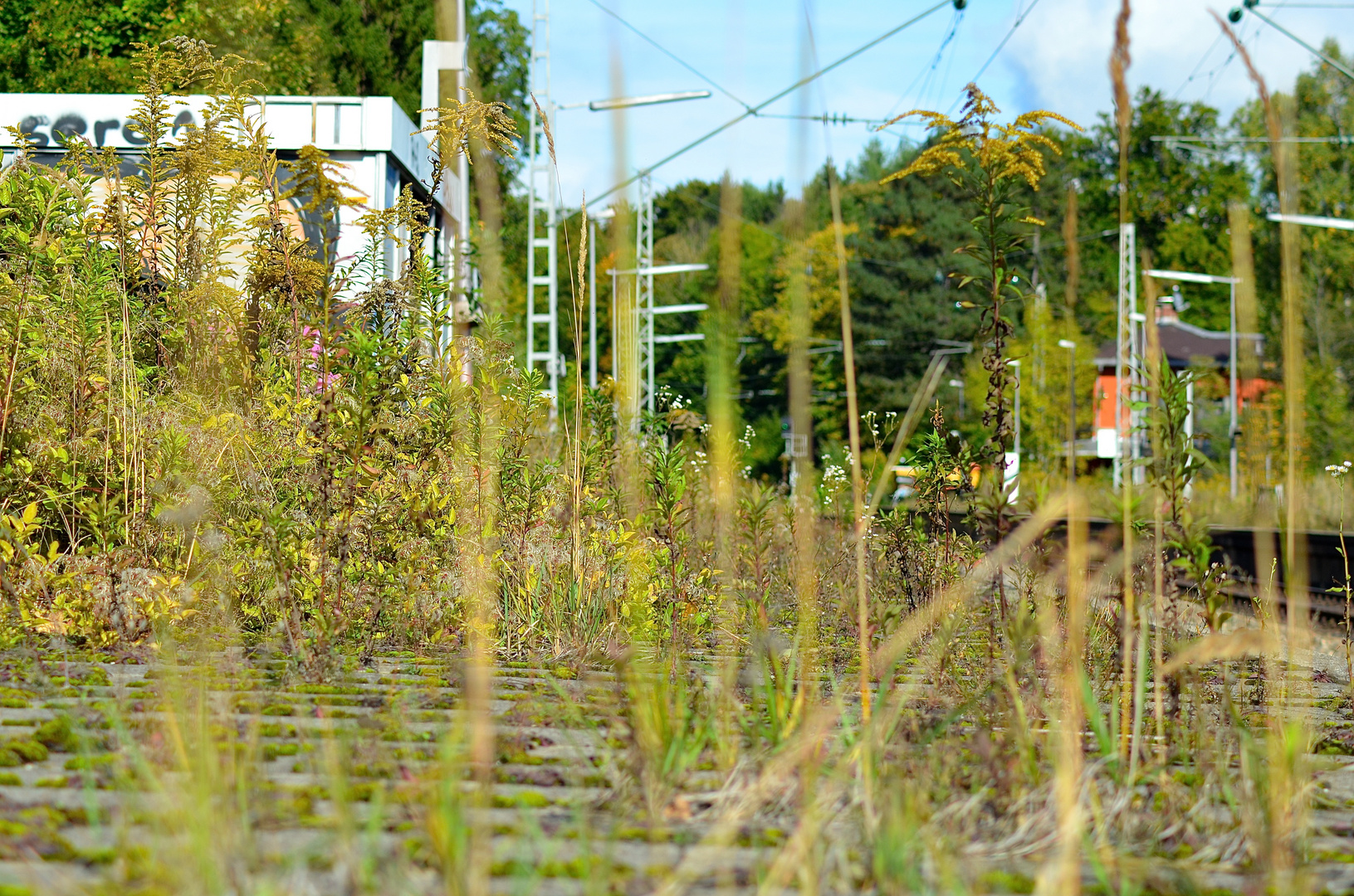 zugewachsener Bahnsteig