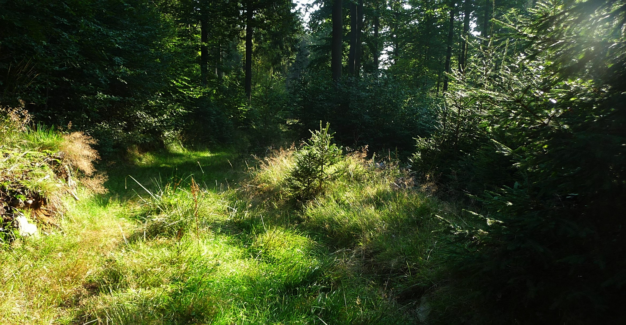 Zugewachsener Weg