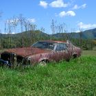 Zugewachsenes Mercury-Coupe in Tennessee
