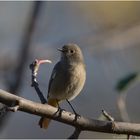 Zugfauler Stadtvogel  ?