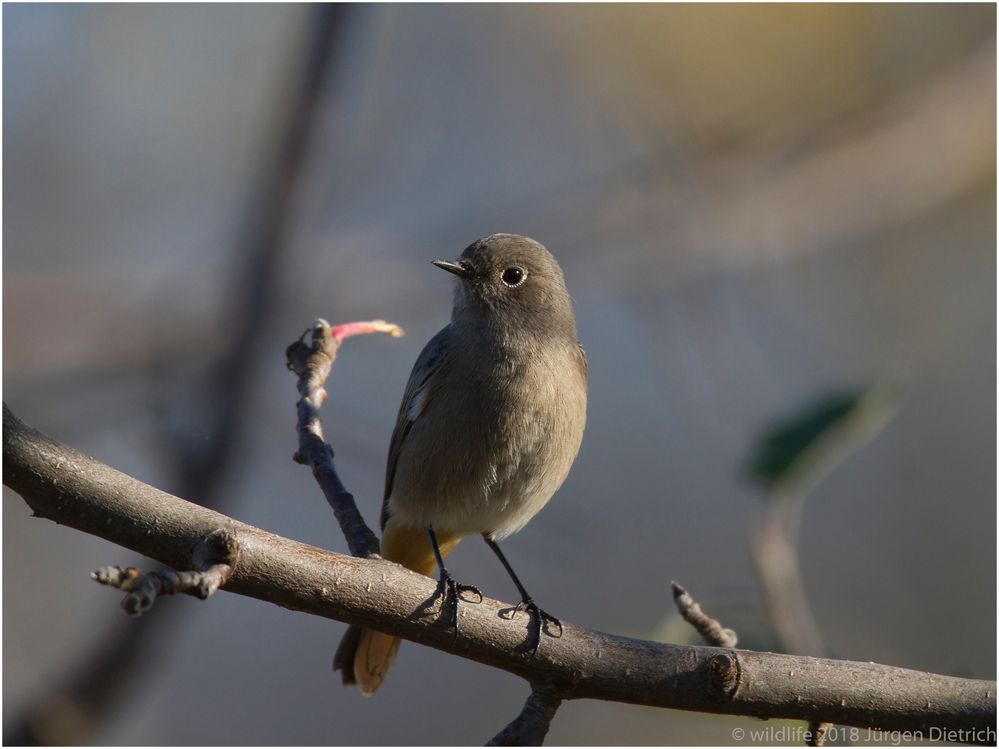 Zugfauler Stadtvogel  ?