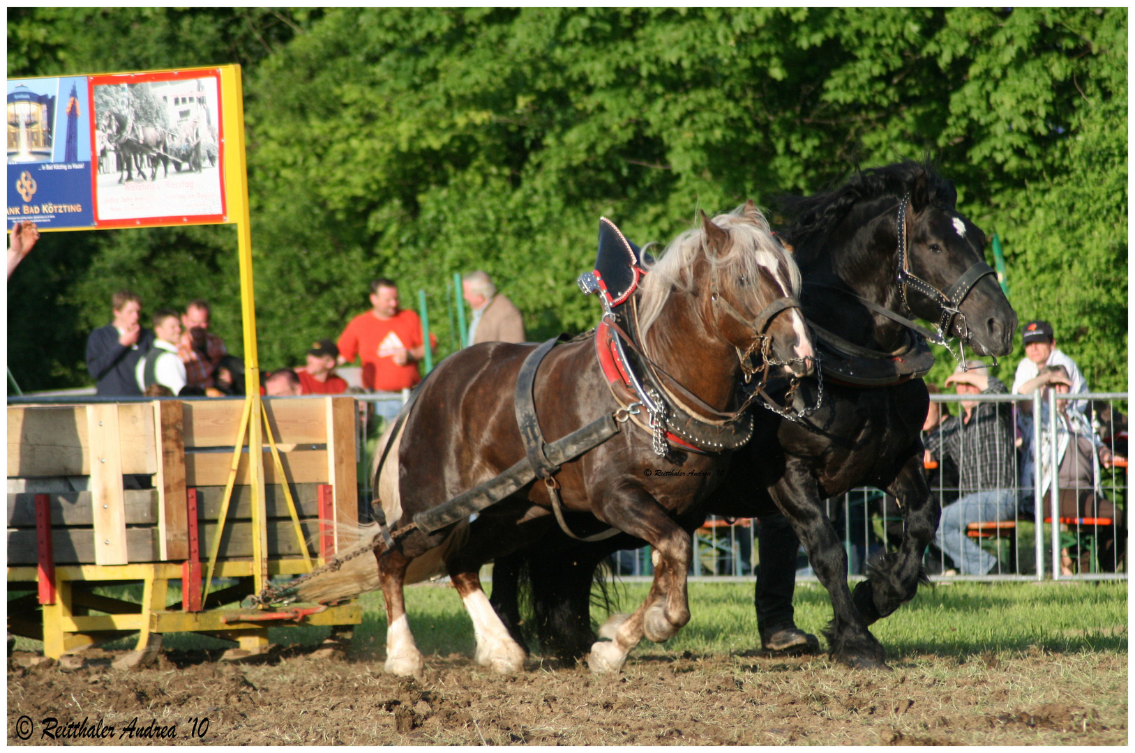 Zugleistung Bad Kötzting 2010 - Doppelgespann