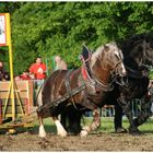 Zugleistung Bad Kötzting 2010 - Doppelgespann