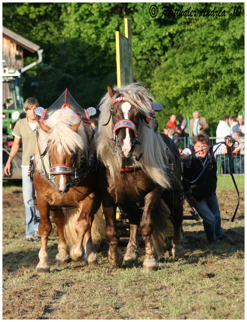 Zugleistung Bad Kötzting 2010 - Doppelgespann Nr. 2