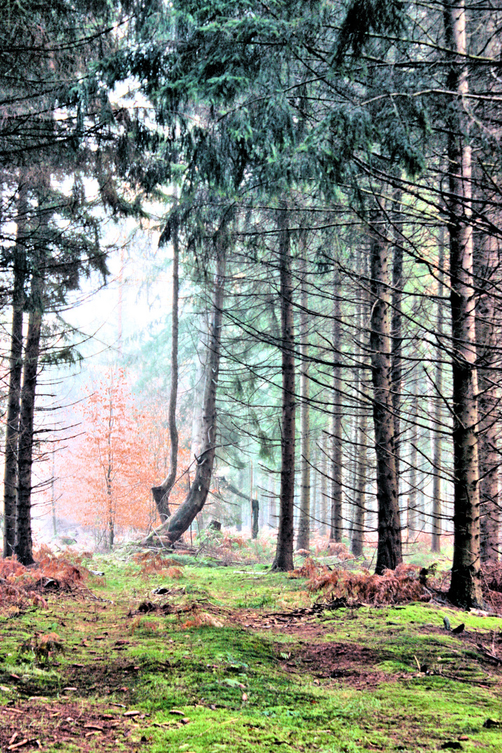 Zugneigung der Bäume Bild 02- Hochkant