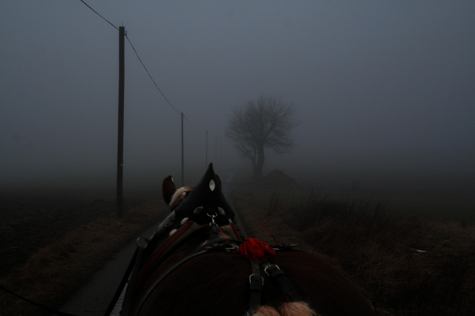 Zugpferd im Nebel