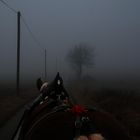 Zugpferd im Nebel