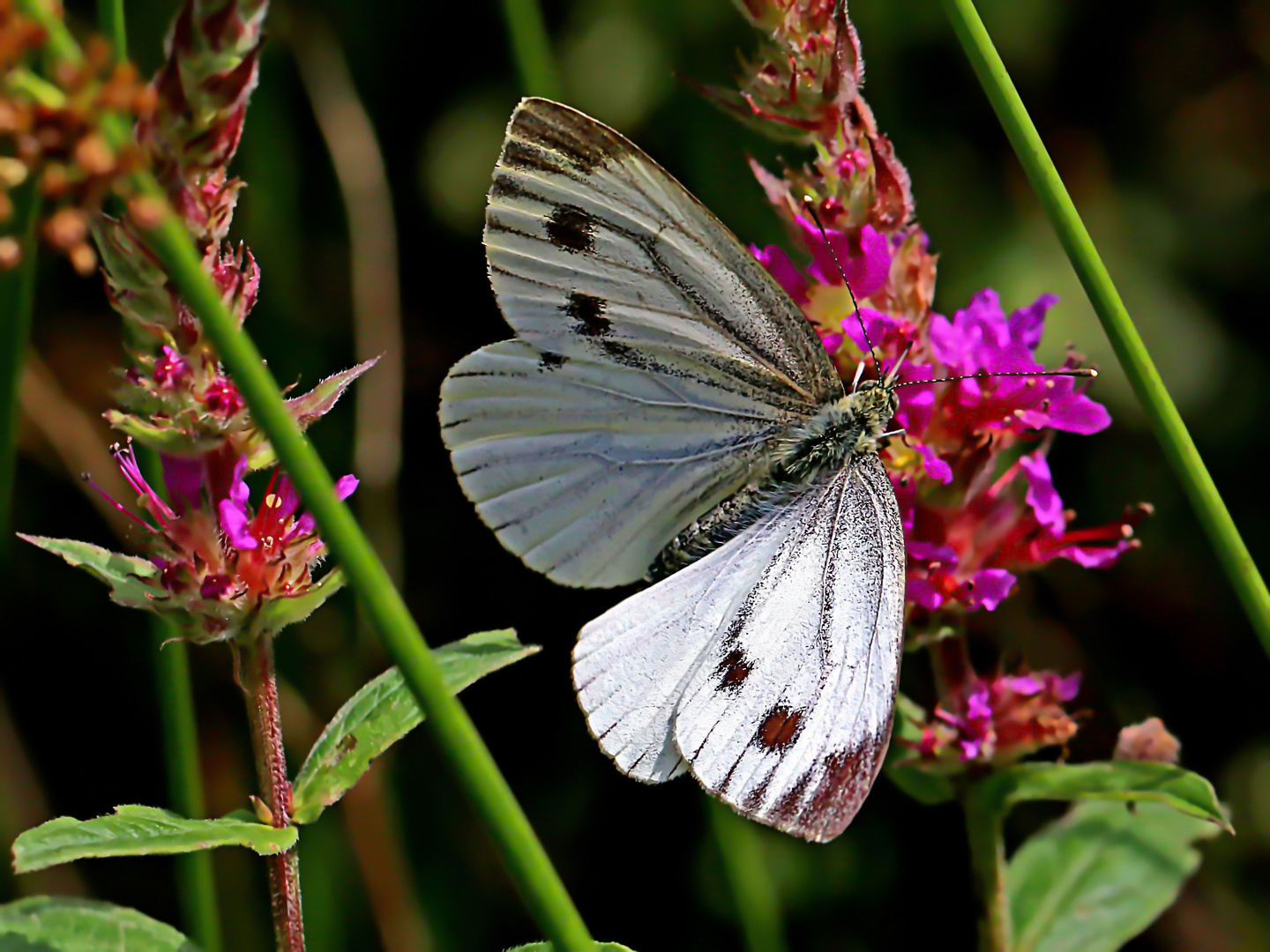 zugreifen, solange noch etwas da ist