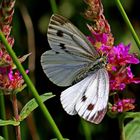 zugreifen, solange noch etwas da ist