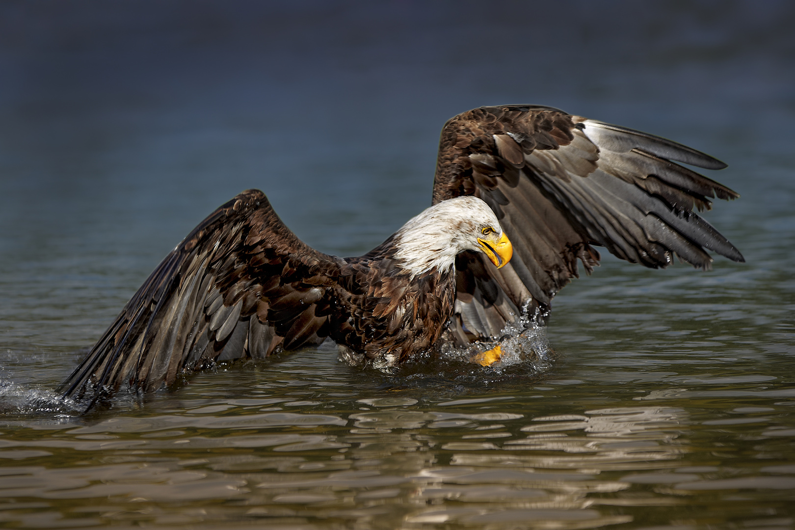 Zugriff Foto & Bild tiere, wildlife, natur Bilder auf