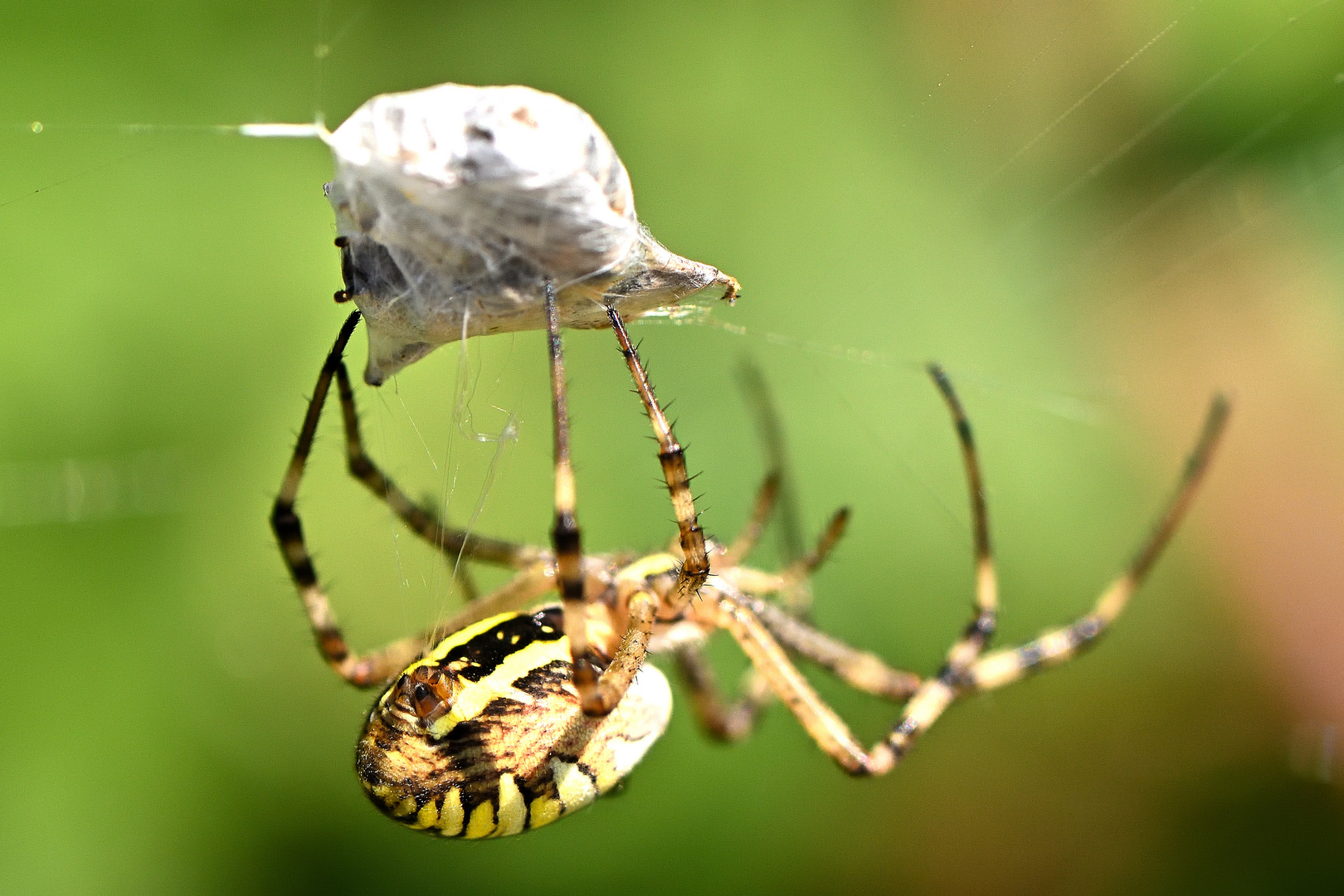 Zugriff der Wespenspinne, auch als Zebraspinne, Tigerspinne oder Seidenbandspinne bekannt