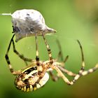 Zugriff der Wespenspinne, auch als Zebraspinne, Tigerspinne oder Seidenbandspinne bekannt