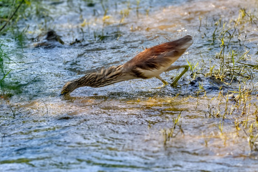 Zugriff  -  Indian Pond-Heron