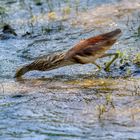 Zugriff  -  Indian Pond-Heron