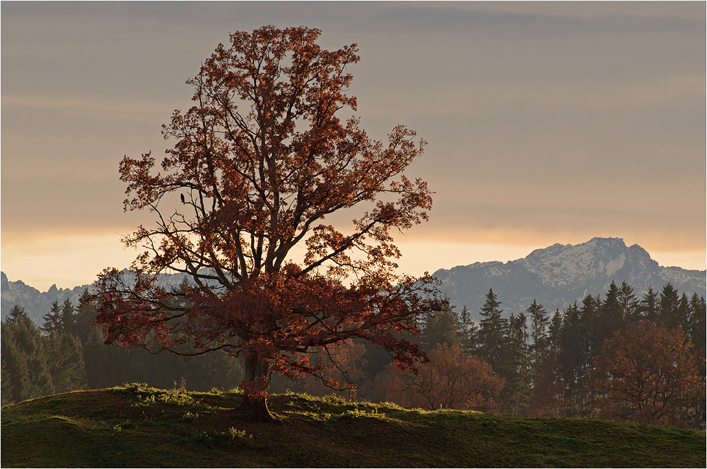 Zugspitzblick