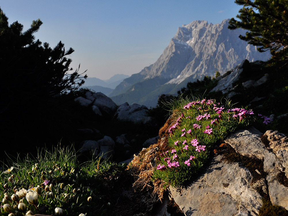 Zugspitzblick