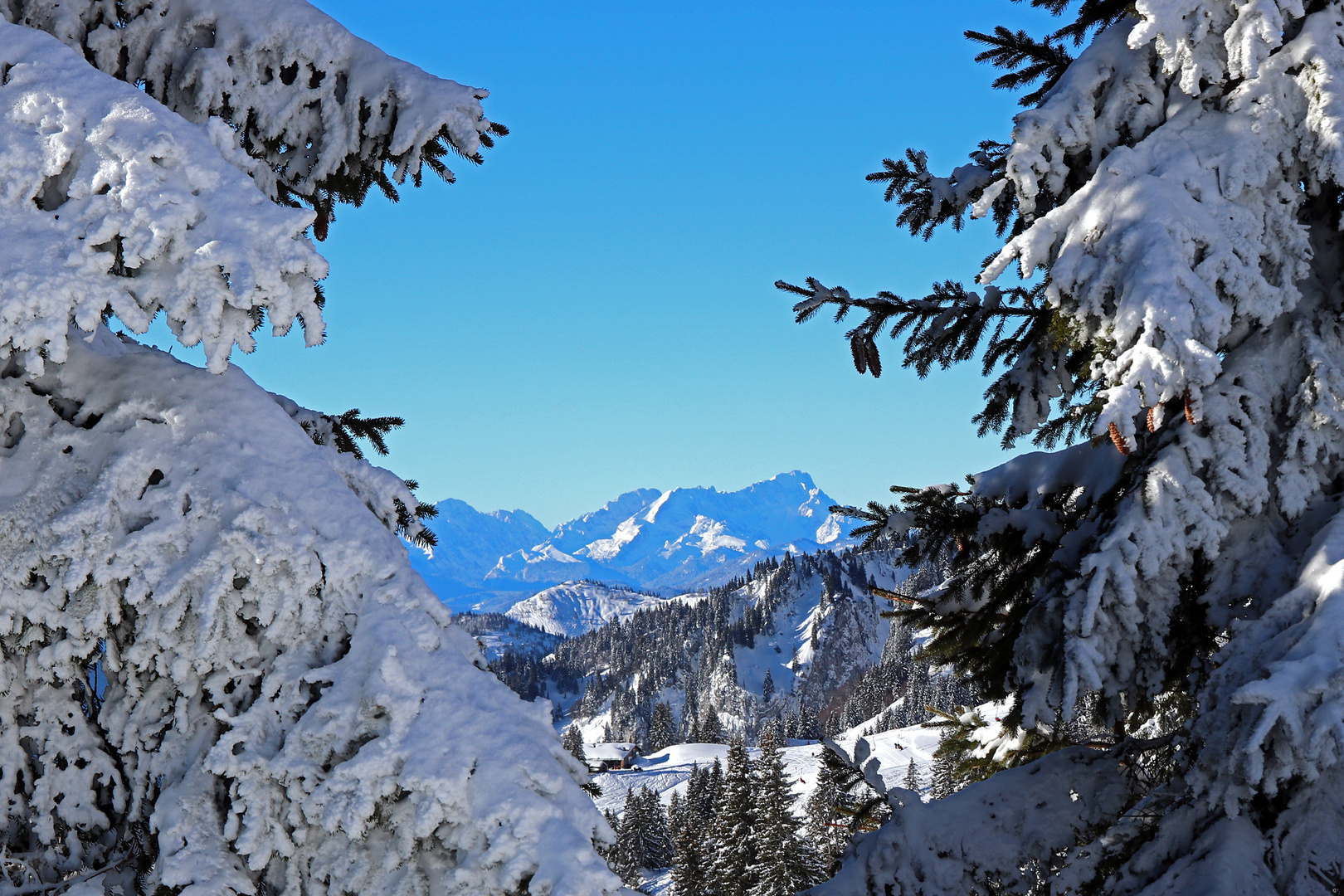 Zugspitzblick durch die verschneiten Fichten