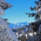 Zugspitzblick durch die verschneiten Fichten