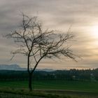 Zugspitze hinterm Baum