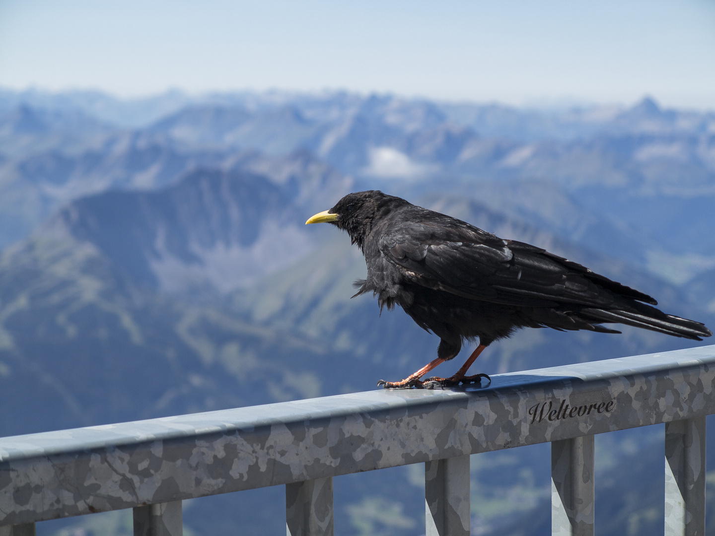 Zugspitzen - Alpendohle