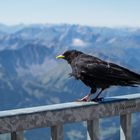 Zugspitzen - Alpendohle