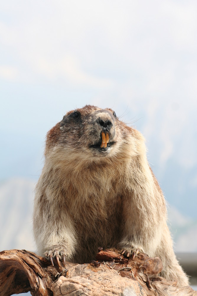 zugspitzen murmeltier