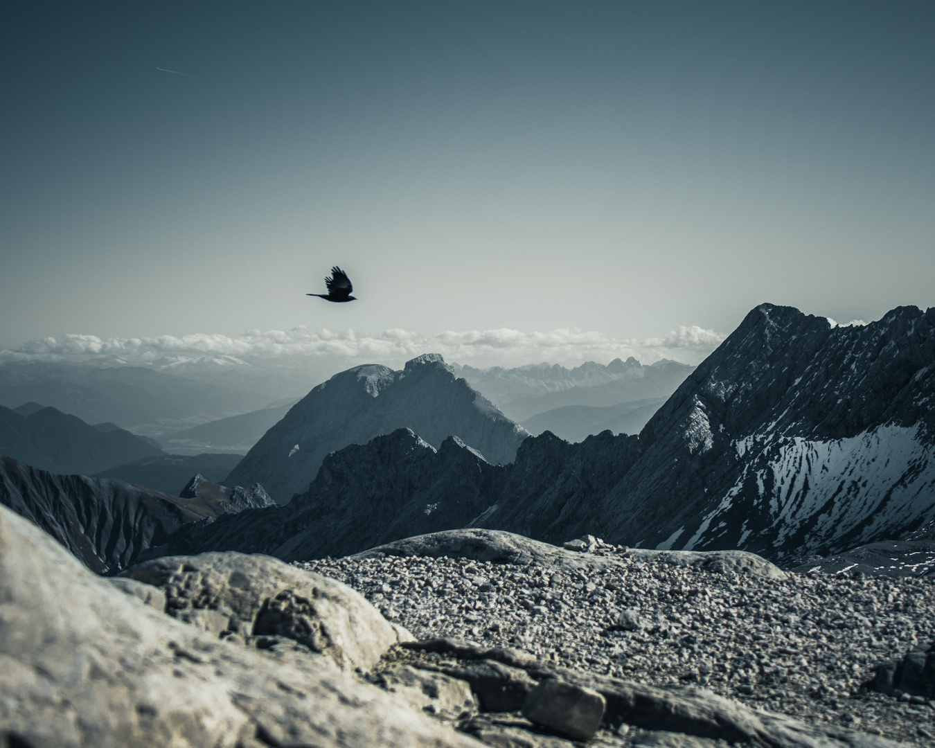 ZugspitzVogel