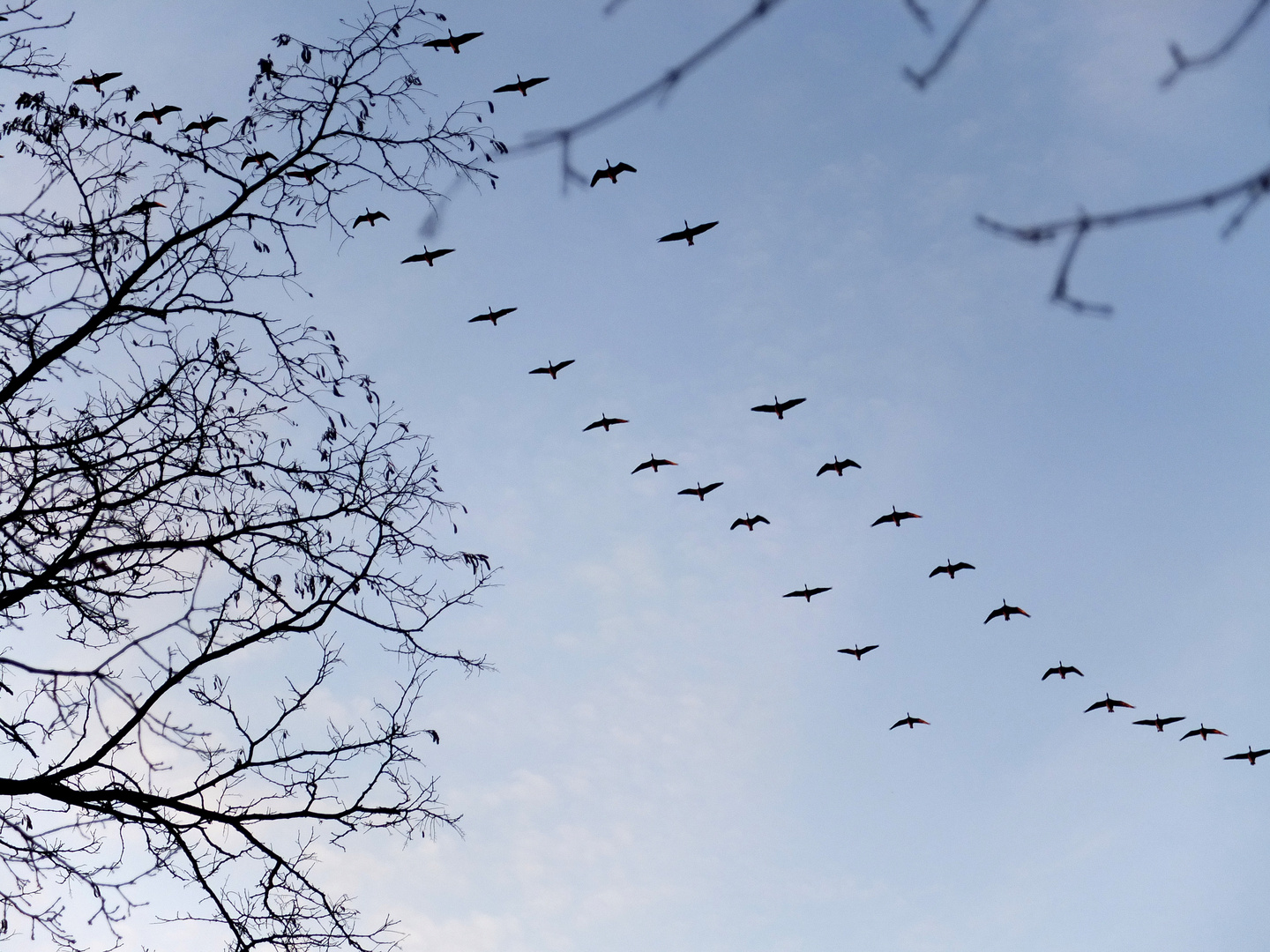 Zugvögel Foto & Bild | tiere, wildlife, wild lebende vögel Bilder auf