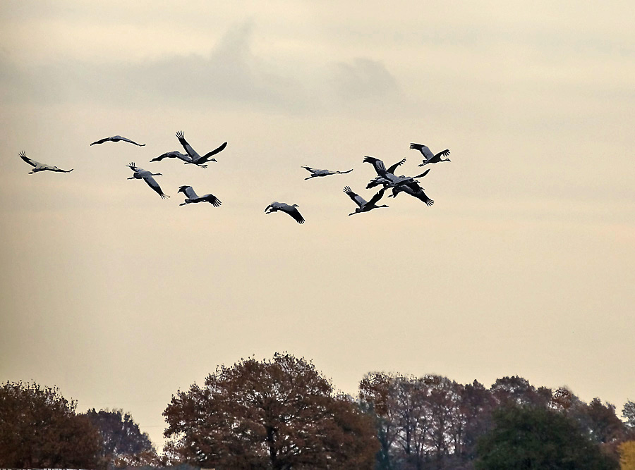 Zugvögel