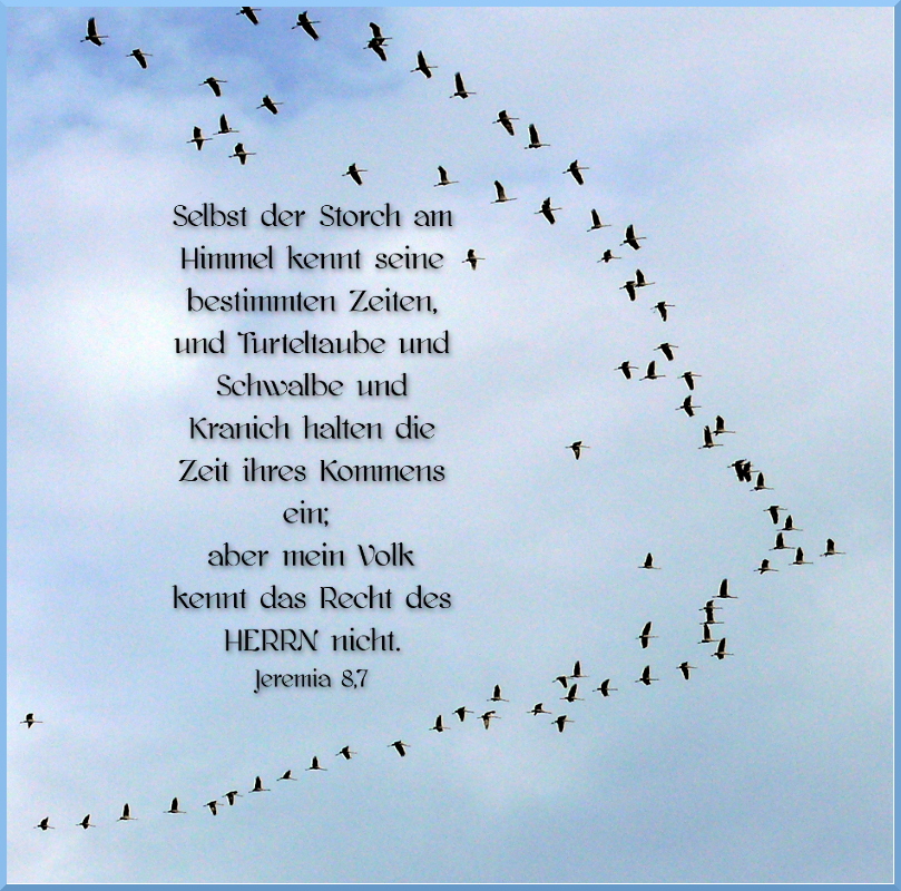 Zugvögel Foto & Bild karten und kalender, spezial Bilder auf