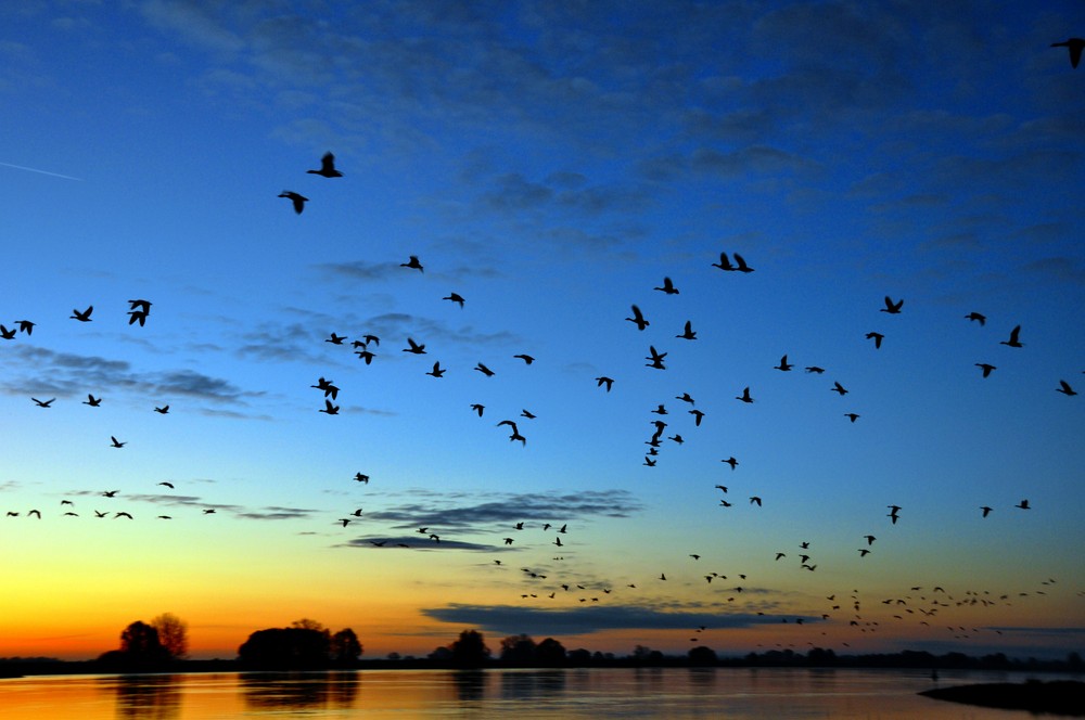 Zugvögel an der Elbe bei Sonnenaufgang