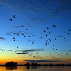 Zugvögel an der Elbe bei Sonnenaufgang