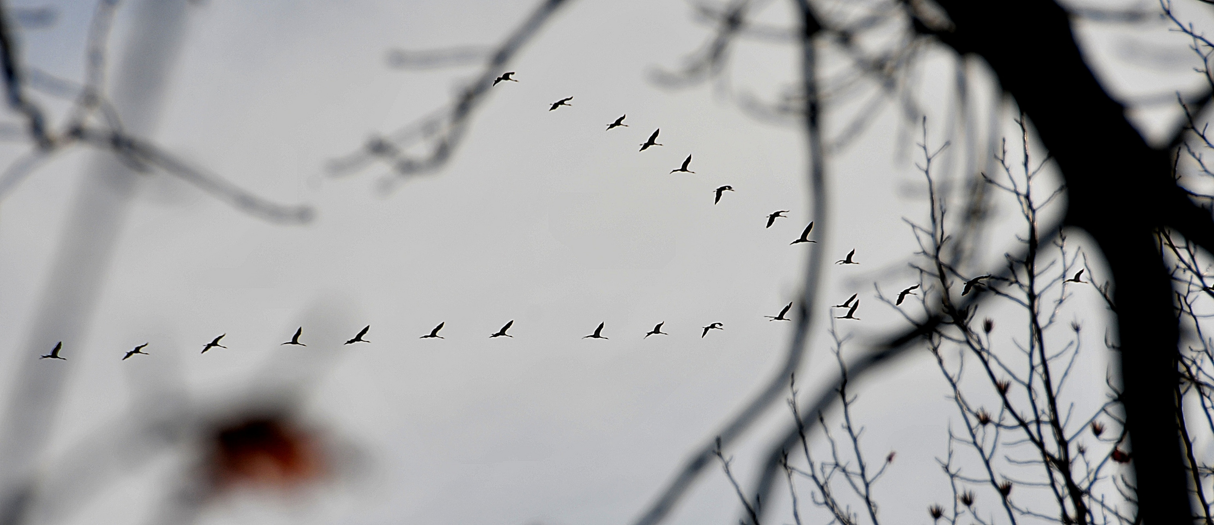 Zugvögel auf dem Weg