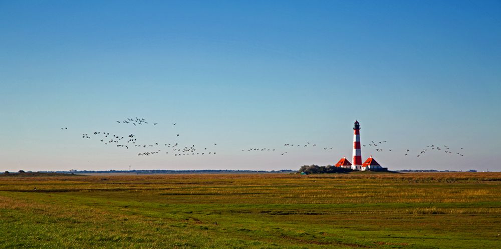 Zugvögel auf dem Weg in den Süden