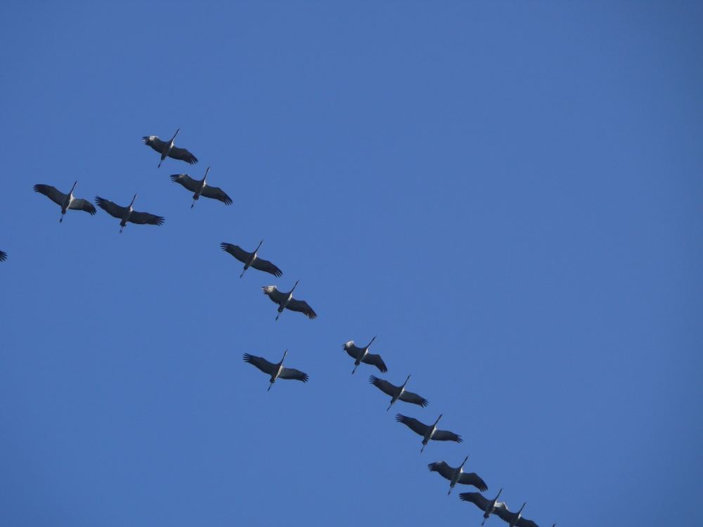 Zugvögel auf der Reise