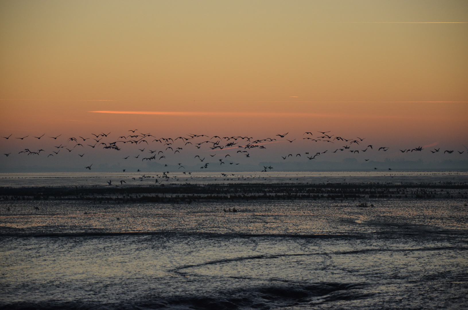 Zugvögel bei Sonnenaufgang