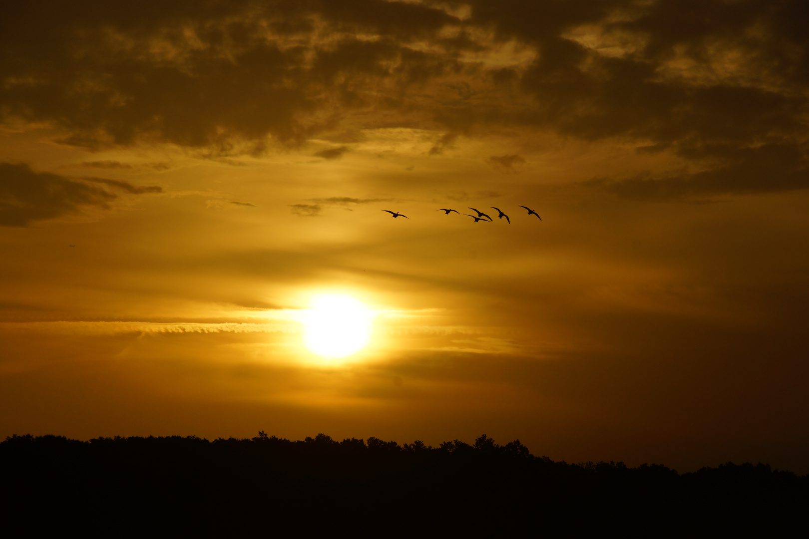 Zugvögel bei Sonnenaufgang