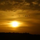 Zugvögel bei Sonnenaufgang