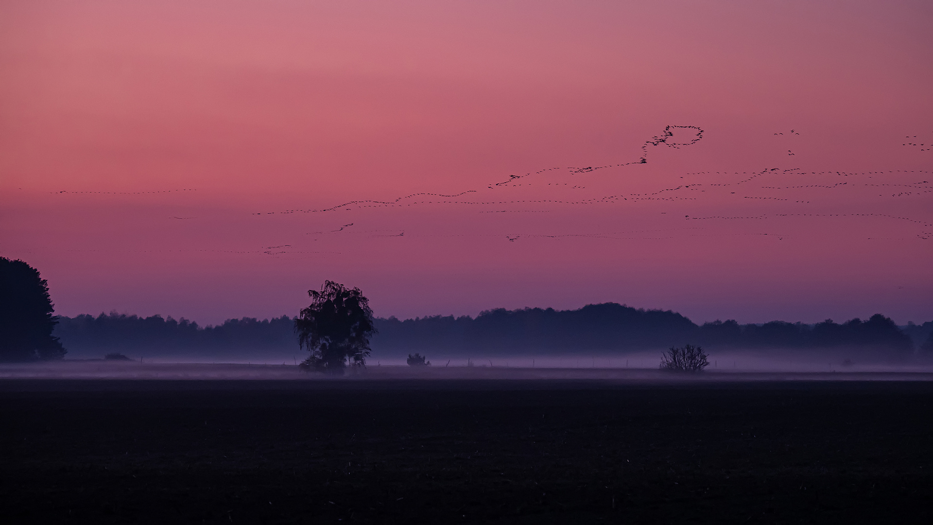 Zugvögel