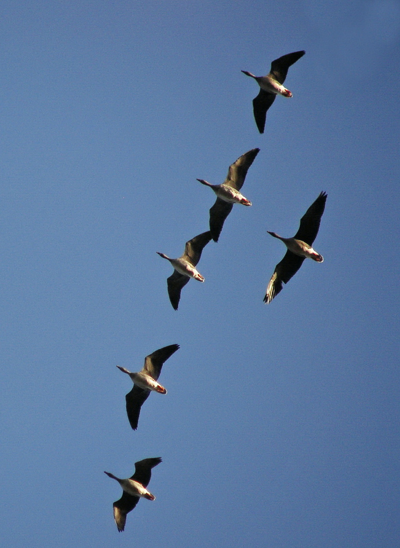 Zugvögel Gänse